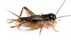 cricket-insect